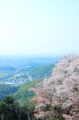 山桜