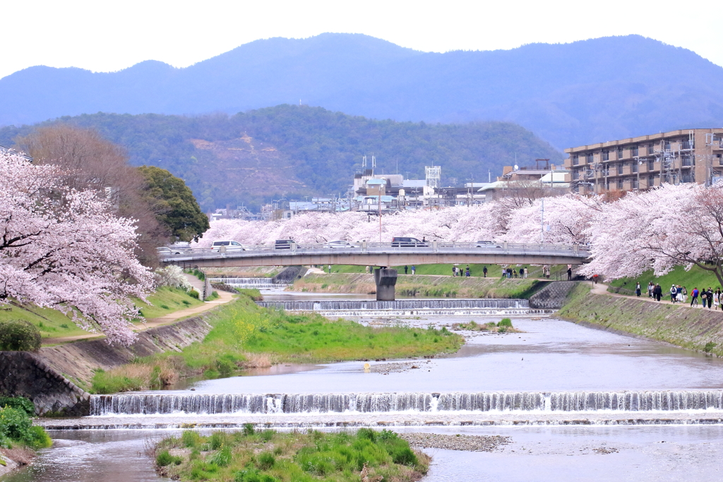 春の鴨川