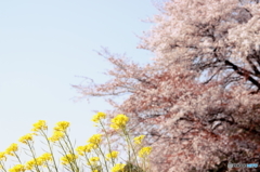春を訪ねて