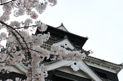 熊本城と桜