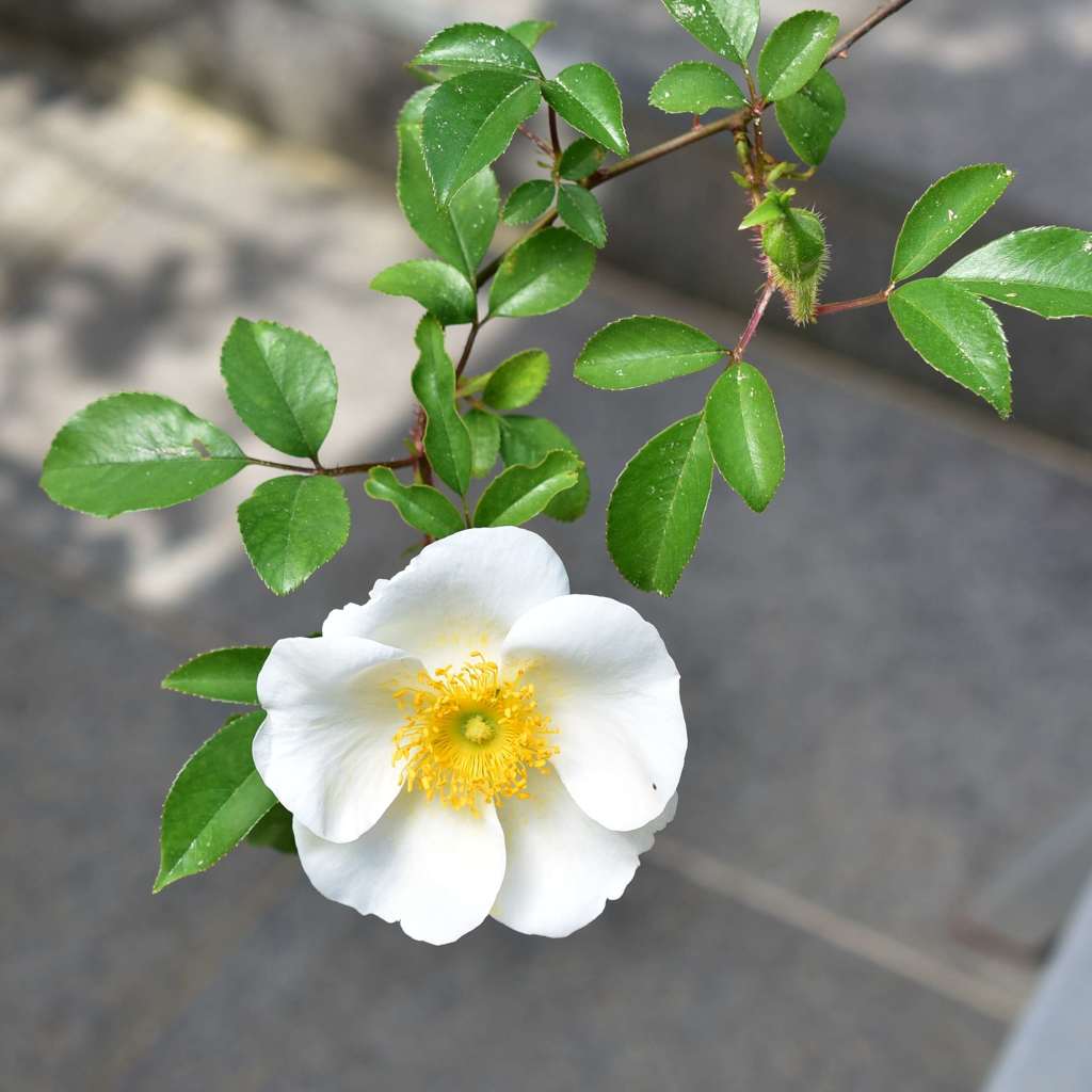 016