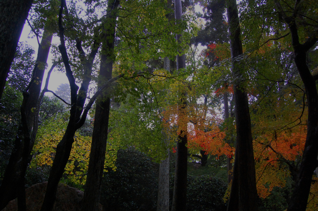 紅葉の森