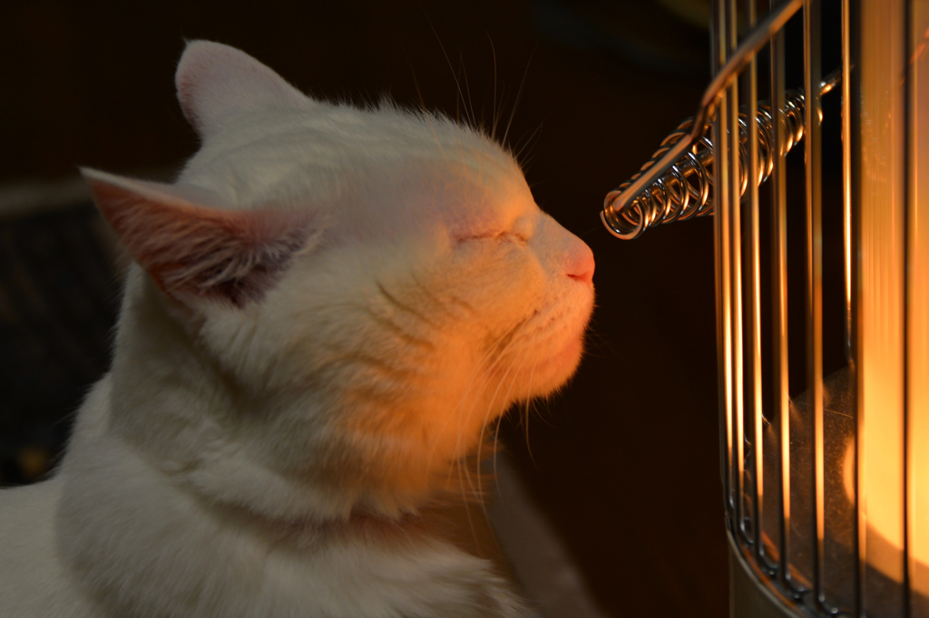 Can you hear the voice of life?
