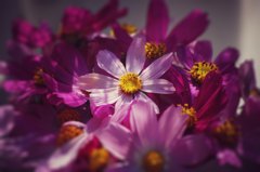 秋桜
