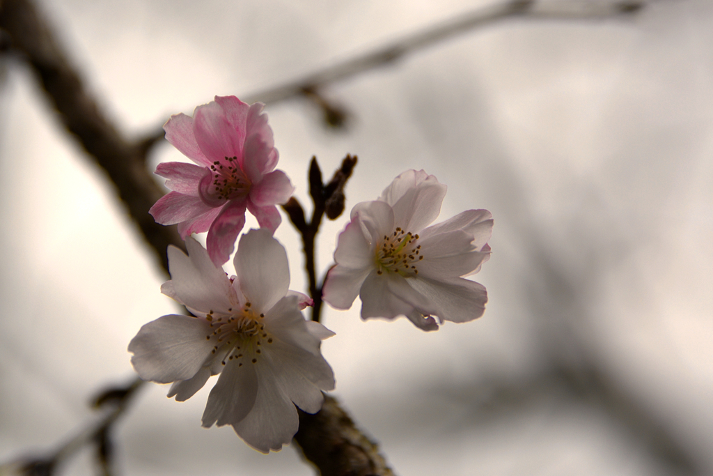 １１月の桜…咲く