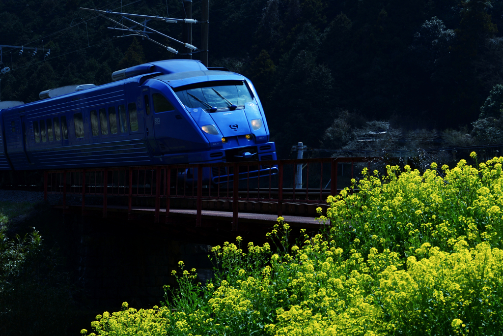 菜の花と青い電車