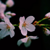桜〜close-up ver.〜