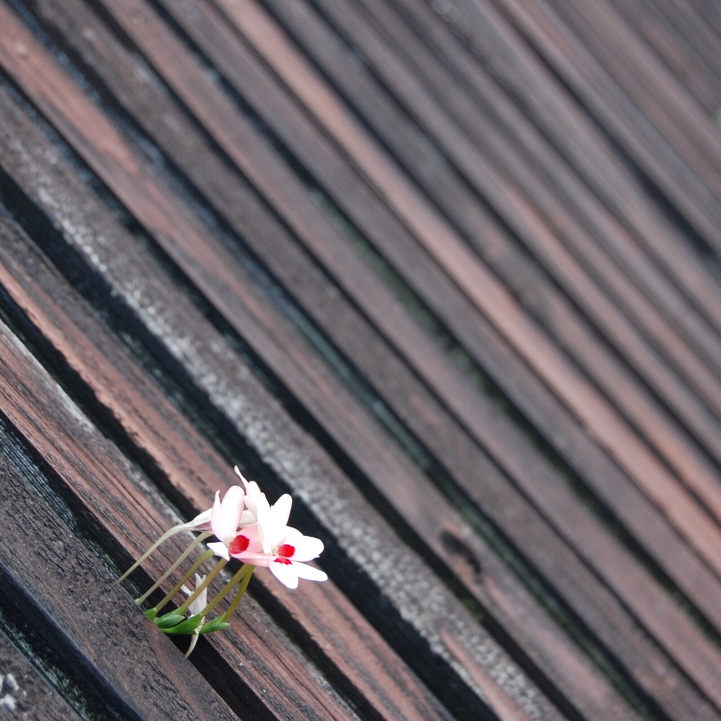 名も知らぬ花のように