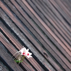 名も知らぬ花のように