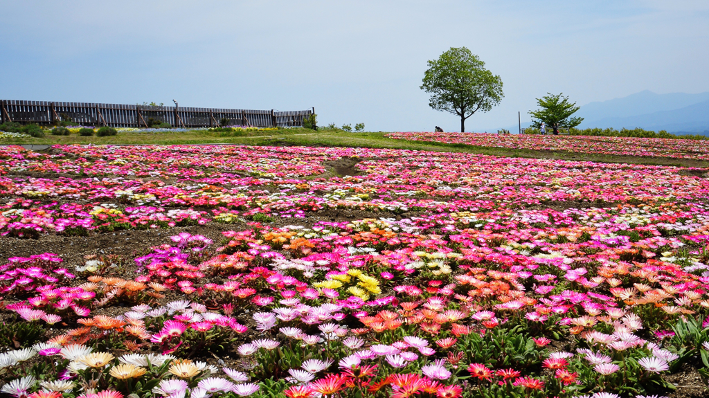 花咲く丘の木陰の下で