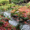 京都の紅葉３