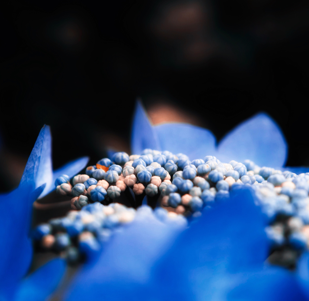 紫陽花