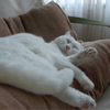 休日の親父猫
