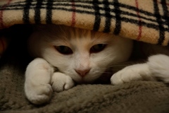 春よ来い