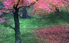 京都の紅葉