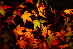 秋の定番カラー