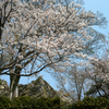 城跡の桜