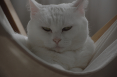 ね、眠い…。