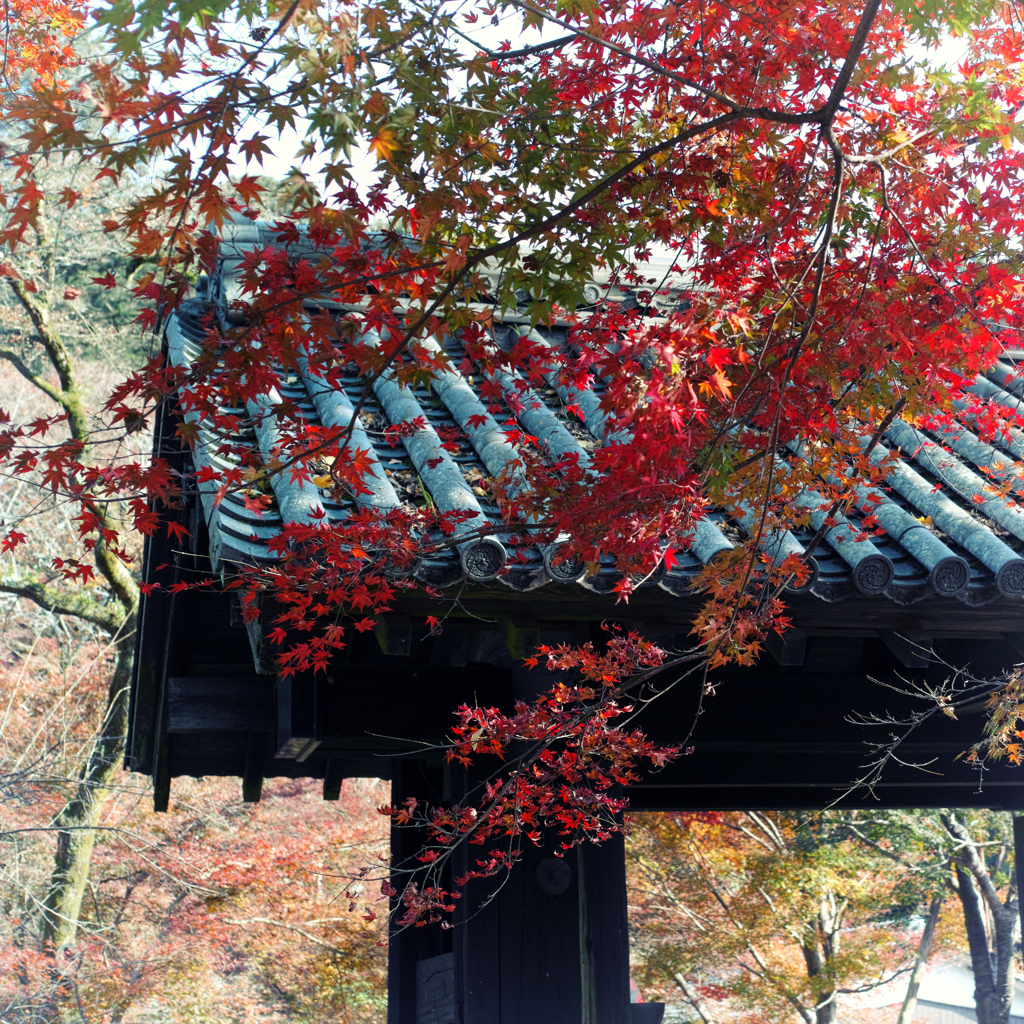 黒門と紅葉