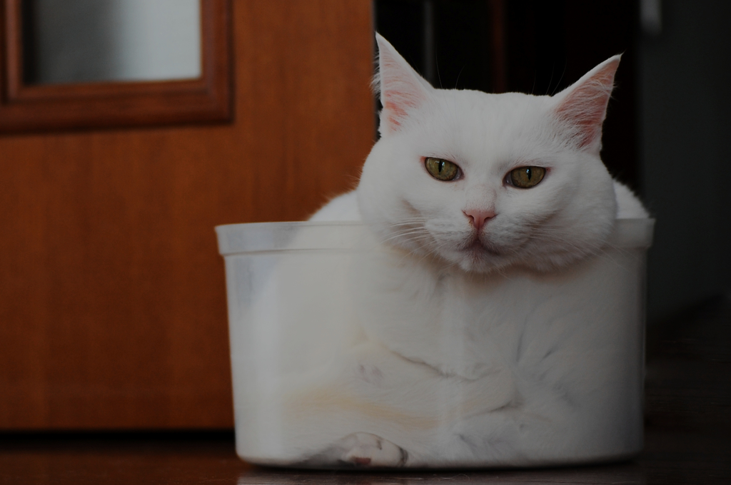 猫は個体かつ液体なのか?