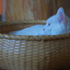 籠猫