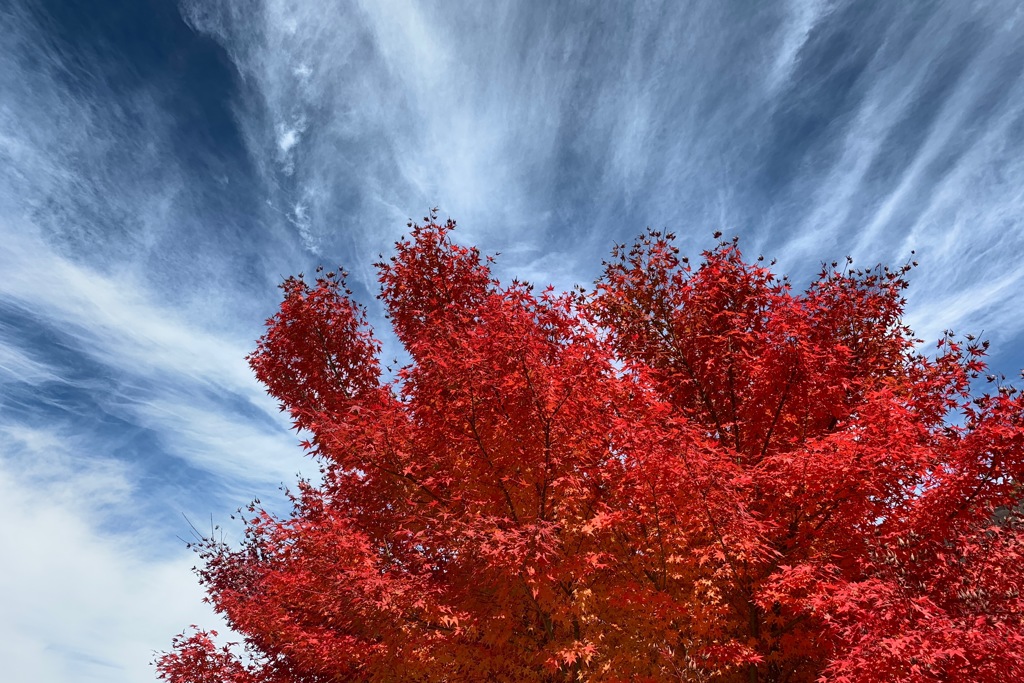 紅葉と秋の空