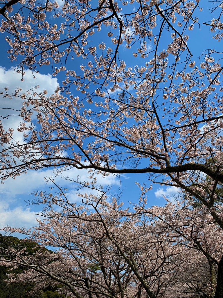 ４月の青空と満開の桜