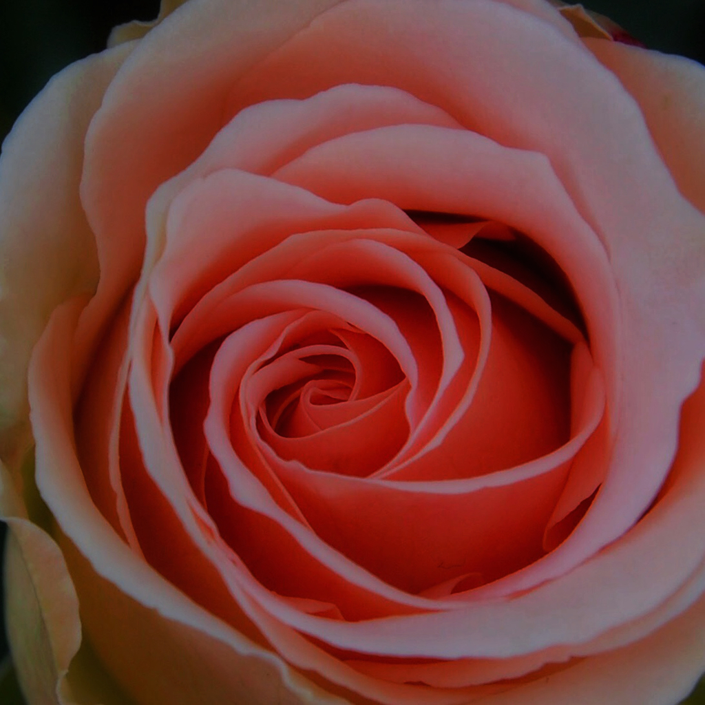 薔薇