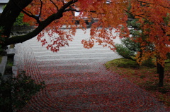 紅葉３