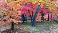 京都の紅葉２