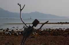 流木のパフォーマー