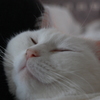 まどろみ１
