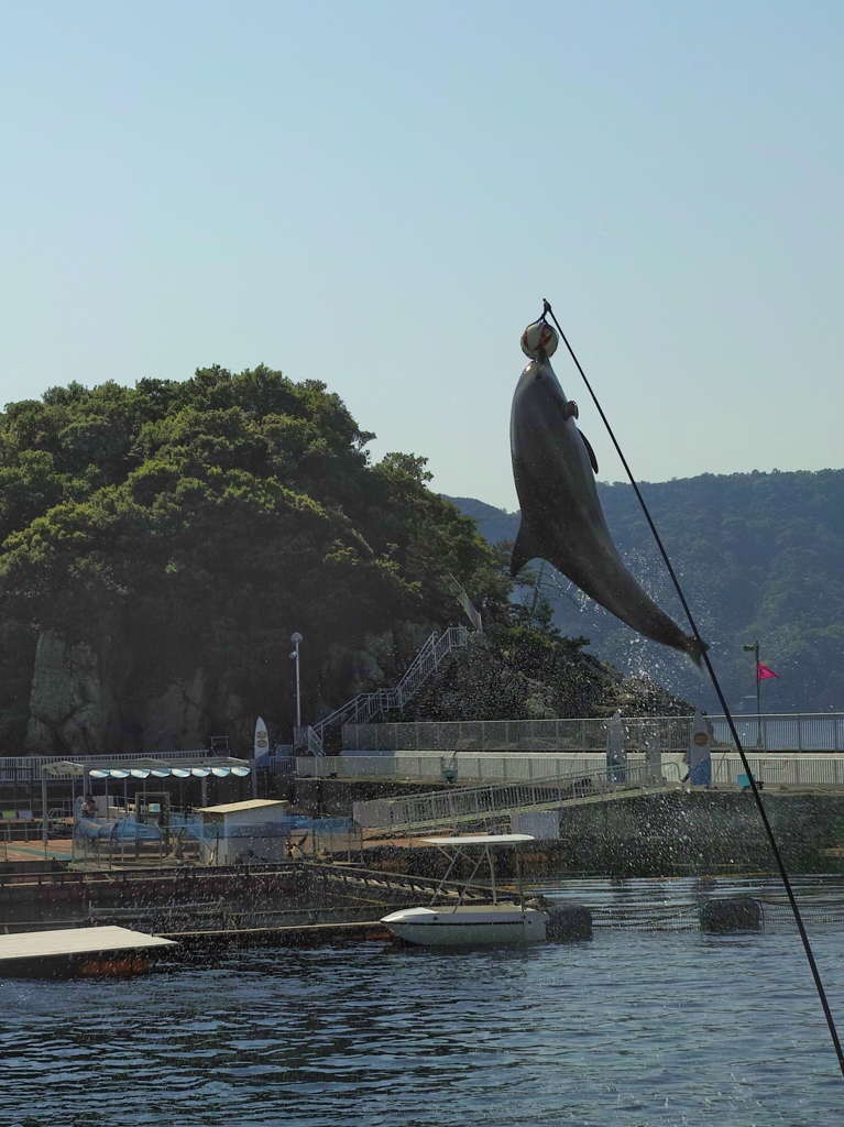 イルカが釣れた