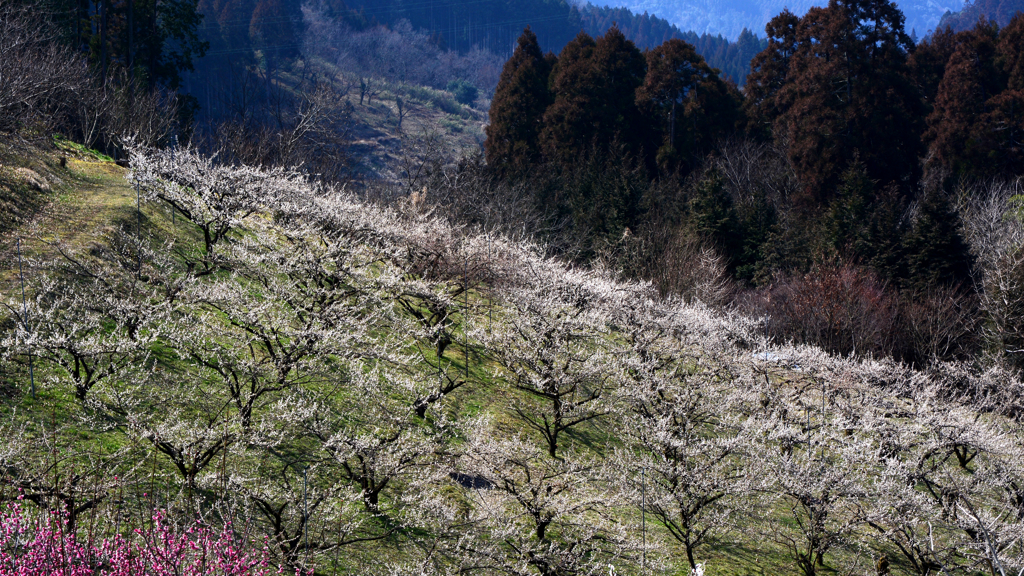 里山の春