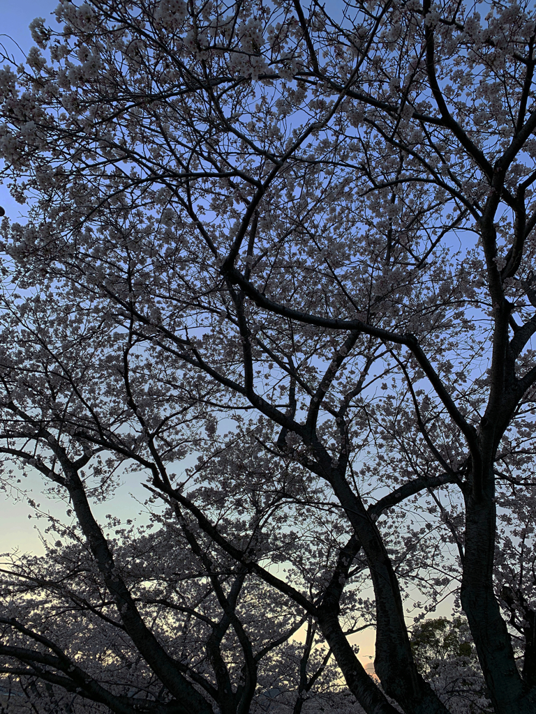 宵桜