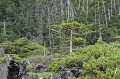 北八ヶ岳溶岩坪庭にて