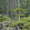 北八ヶ岳溶岩坪庭にて