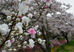 花桃5分に桜満開