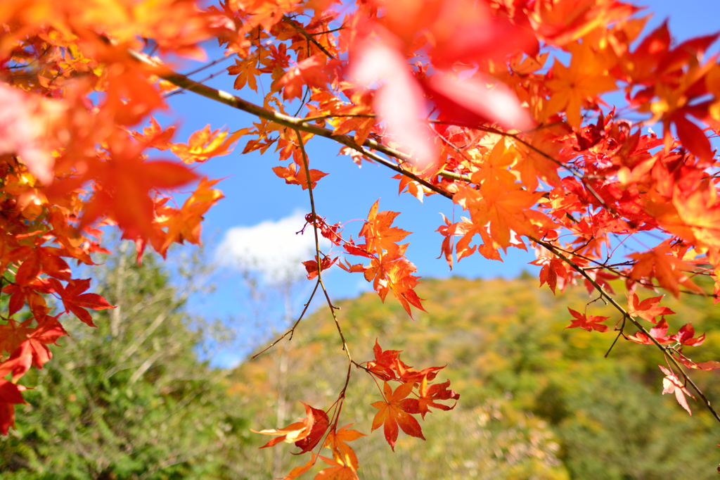 黄金色に輝く紅葉