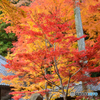 紅葉の永源寺