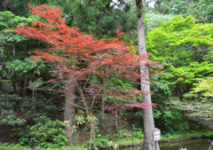 室生寺 晩春の紅葉