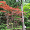 室生寺 晩春の紅葉