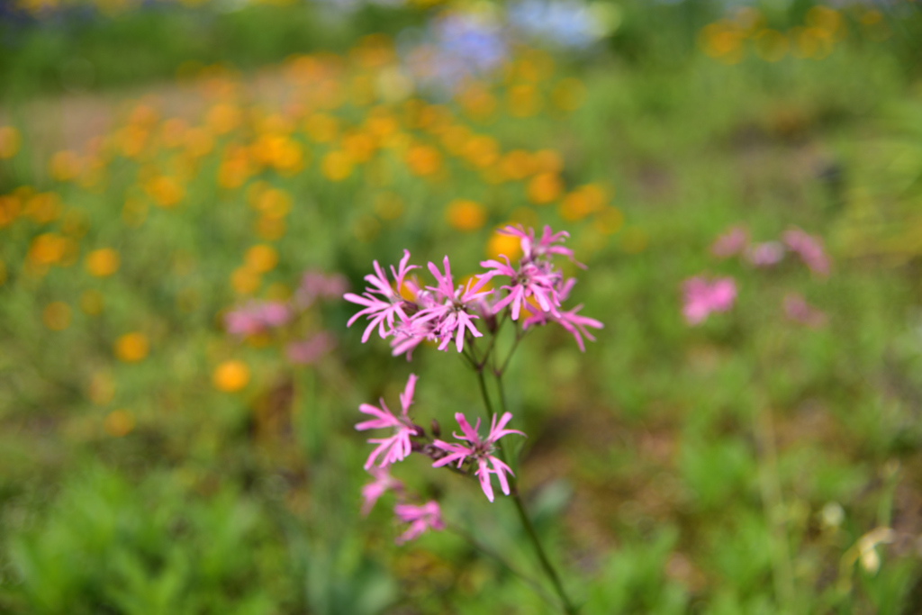 ピンクの花