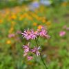 ピンクの花