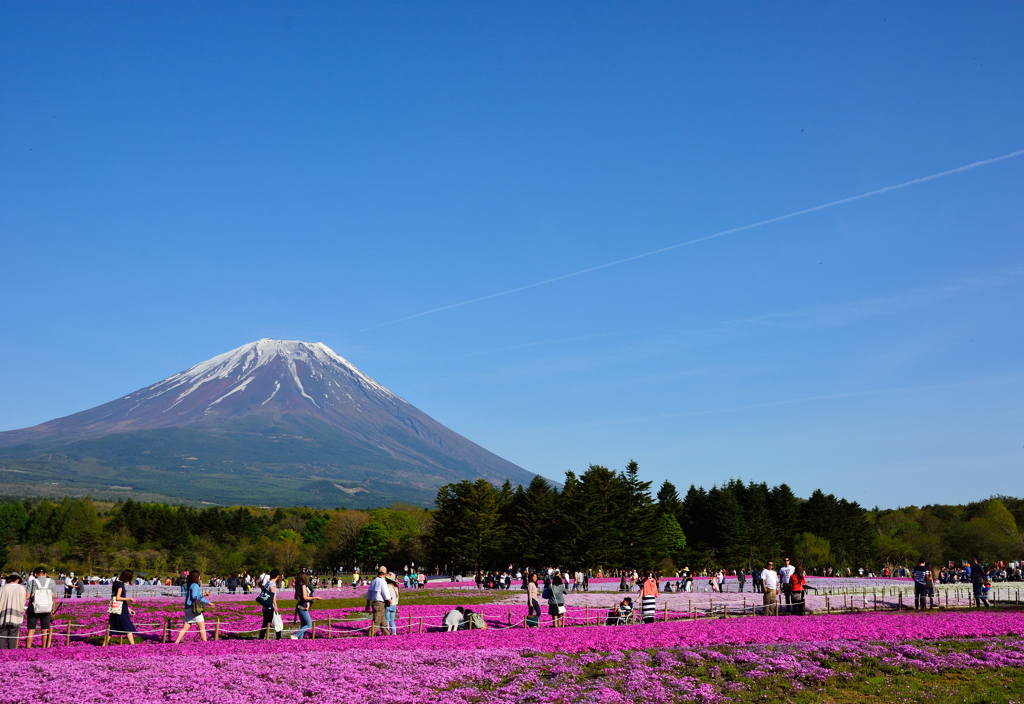 芝桜と富士山と飛行機雲