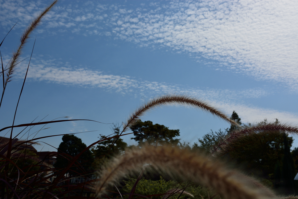 秋空