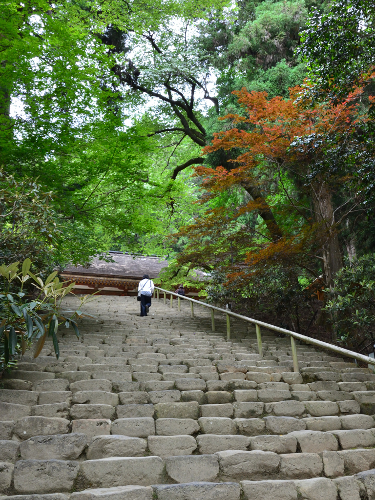 室生寺 鎧坂晩春の紅葉