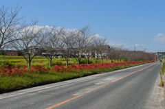 彼岸花の街道