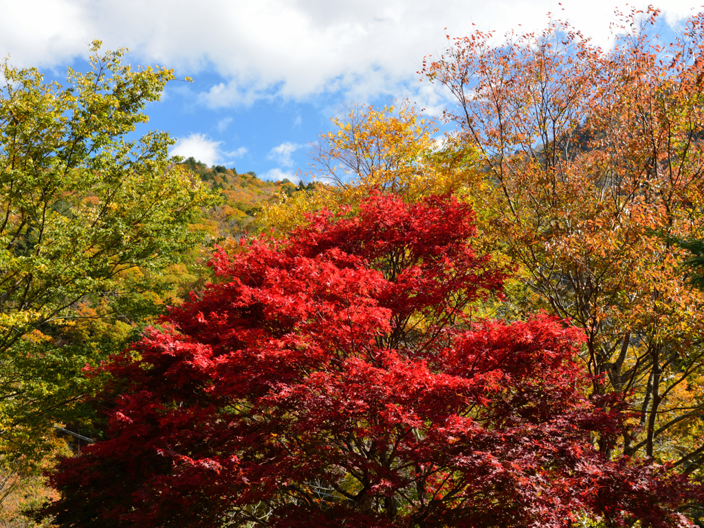 本日一番の紅葉