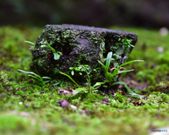 苔庭の切り株